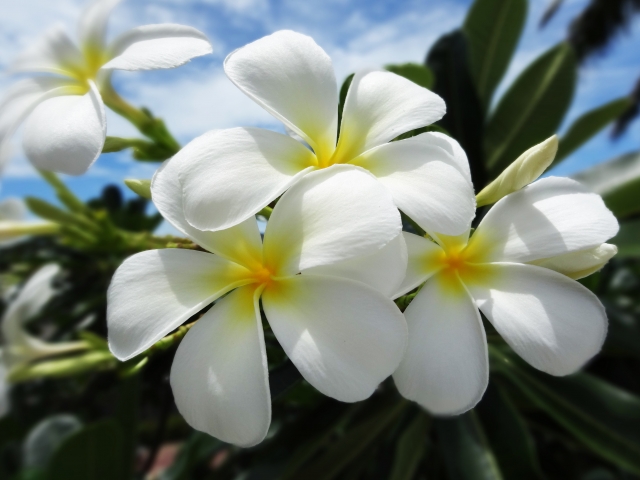 ハワイ旅行 4泊6日のモデルプラン 白い砂浜での海水浴とダウンタウンでの建築巡り ハワイに行ったら人生変わった