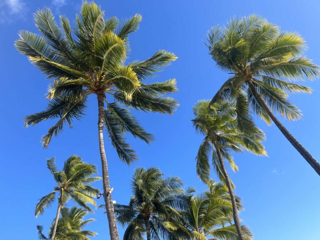 waikiki